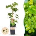 Fruitplant - Vitis vinifera Himrod - Druivenplant - Pitarm - Witte Druif - 2 Planten - Pot 15cm - Hoogte 50cm