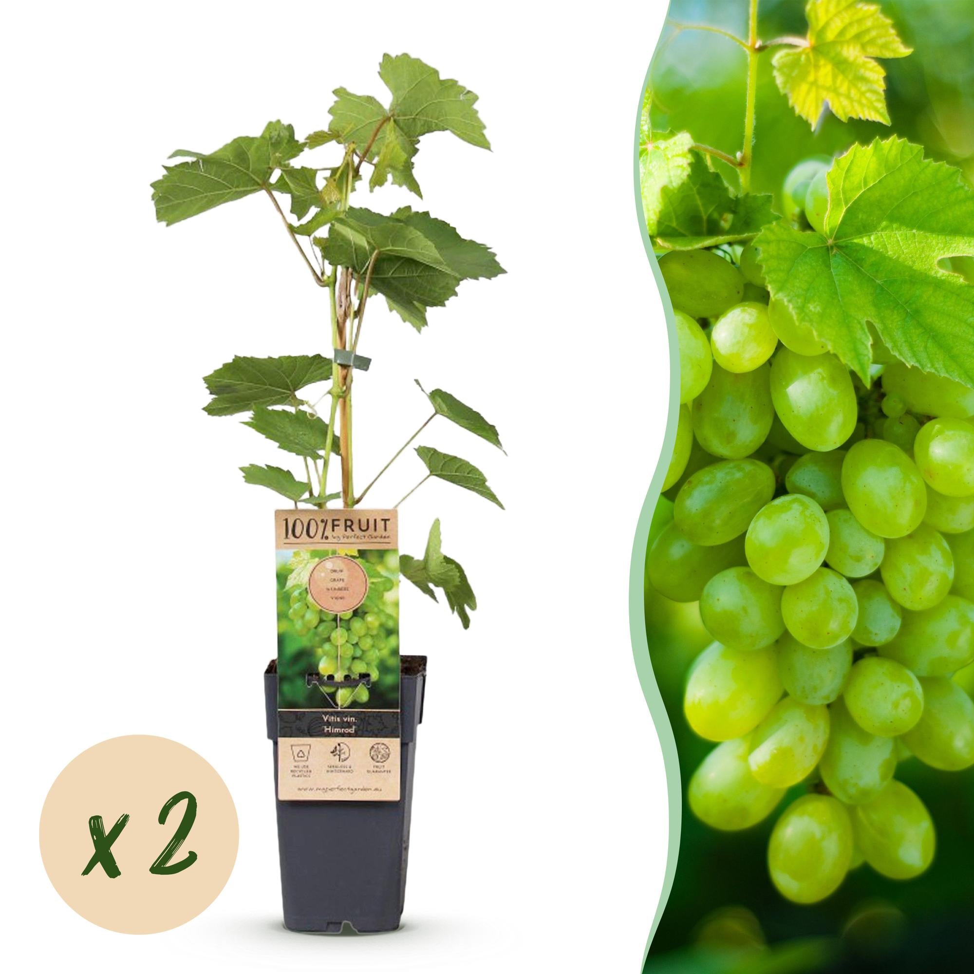 Fruitplant - Vitis vinifera Himrod - Druivenplant - Pitarm - Witte Druif - 2 Planten - Pot 15cm - Hoogte 50cm