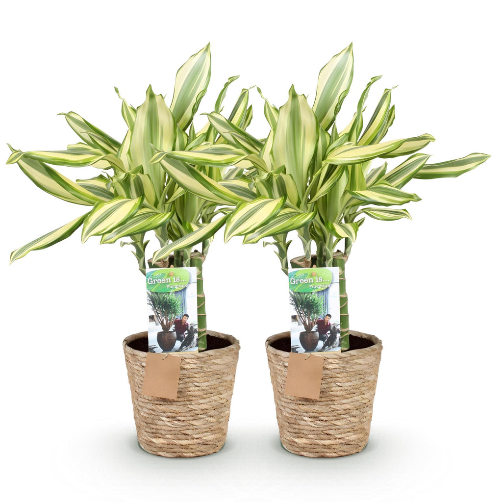 Green is... Kamerplanten - Dracaena fragrans Diamond Dream - Drakenbloedboom - Weinig onderhoud - met mand - Groen - 2 Planten - Pot 17cm - Hoogte 50-55cm