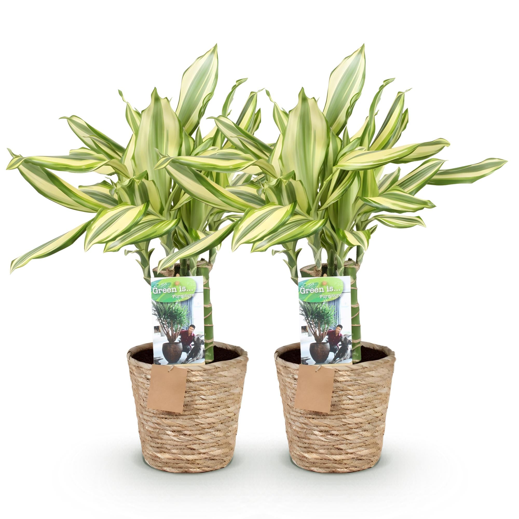 Green is... Kamerplanten - Dracaena fragrans Diamond Dream - Drakenbloedboom - Weinig onderhoud - met mand - Groen - 2 Planten - Pot 17cm - Hoogte 50-55cm