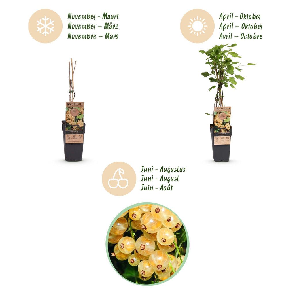 Fruitplant - Ribes rubrum Witte Parel - Bessenplant - Winterhard - Witte Bes - 2 Planten - Pot 15cm - Hoogte 50cm