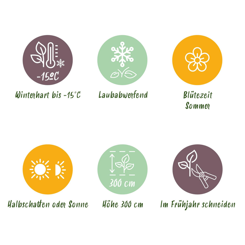 Tuinplant - Cotinus coggyria Lilla - Paars 3 Planten - Bladverliezend - Weinig Onderhoud - Pot 12cm Hoogte 35cm