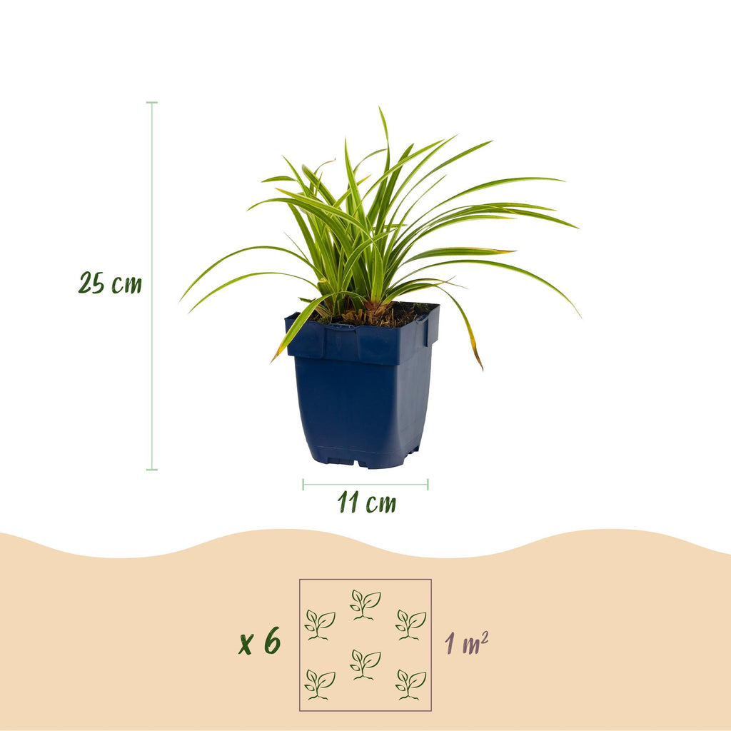 Grassen - Carex morrowii Ice Dance - Japanse Zegge - Groenblijvend - Creme-Groen - 12 Planten - Pot 11cm - Hoogte 15-25cm