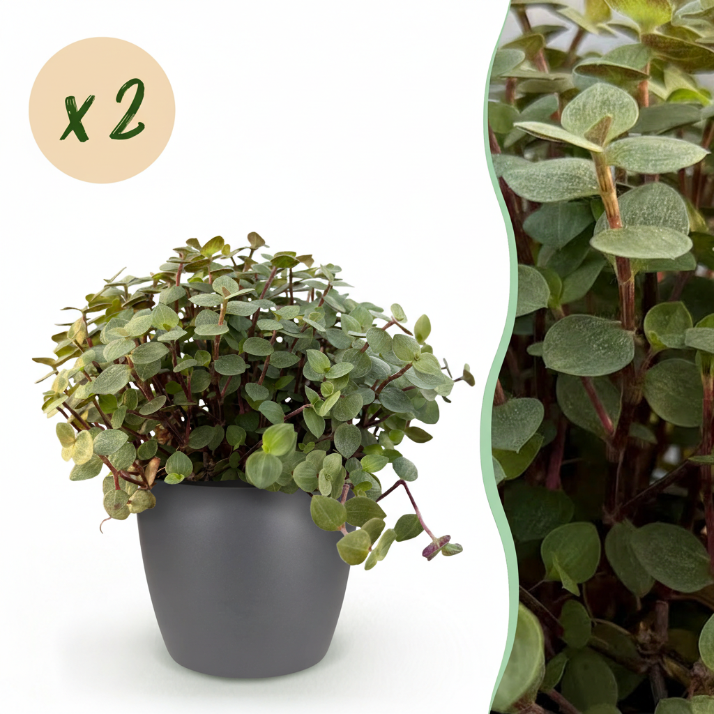 Kamerplant - Calissia repens - Kattengras - Huisdiervriendelijk - Groen - 2 Planten - met Potter Grijs - Pot 12cm - Hoogte 17-20cm