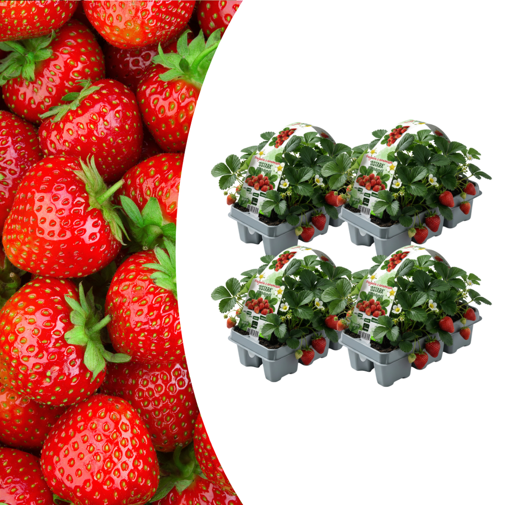 Aardbeien 6 pack (Fragaria) 100% biologisch 4x