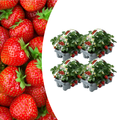 Aardbeien 6 pack (Fragaria) 100% biologisch 4x