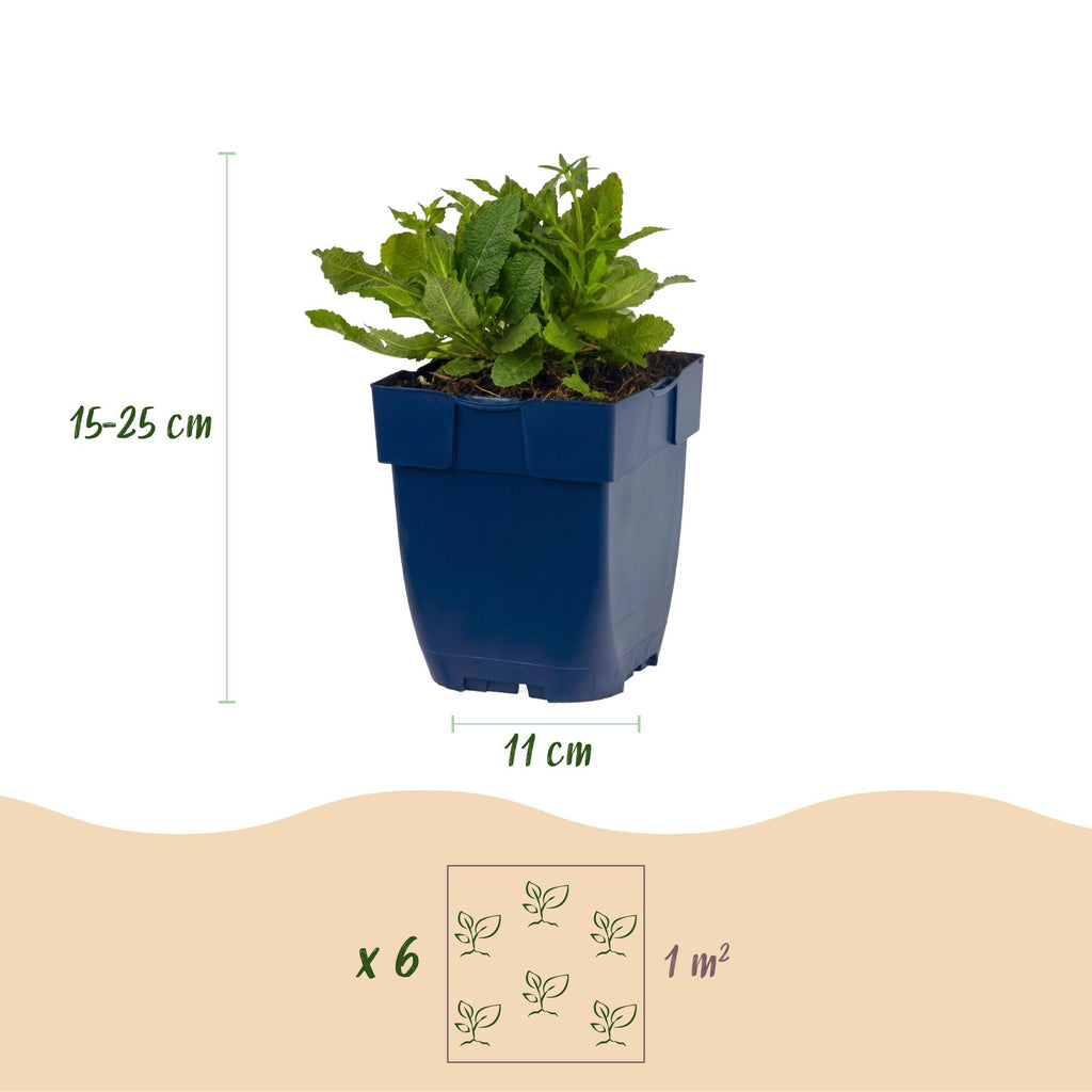 Vasteplant - Salvia nem. Schneehügel - Salie - Bijen en Vlinderlokkers - Wit - 6 Planten - Pot 11cm - Hoogte 15-25cm