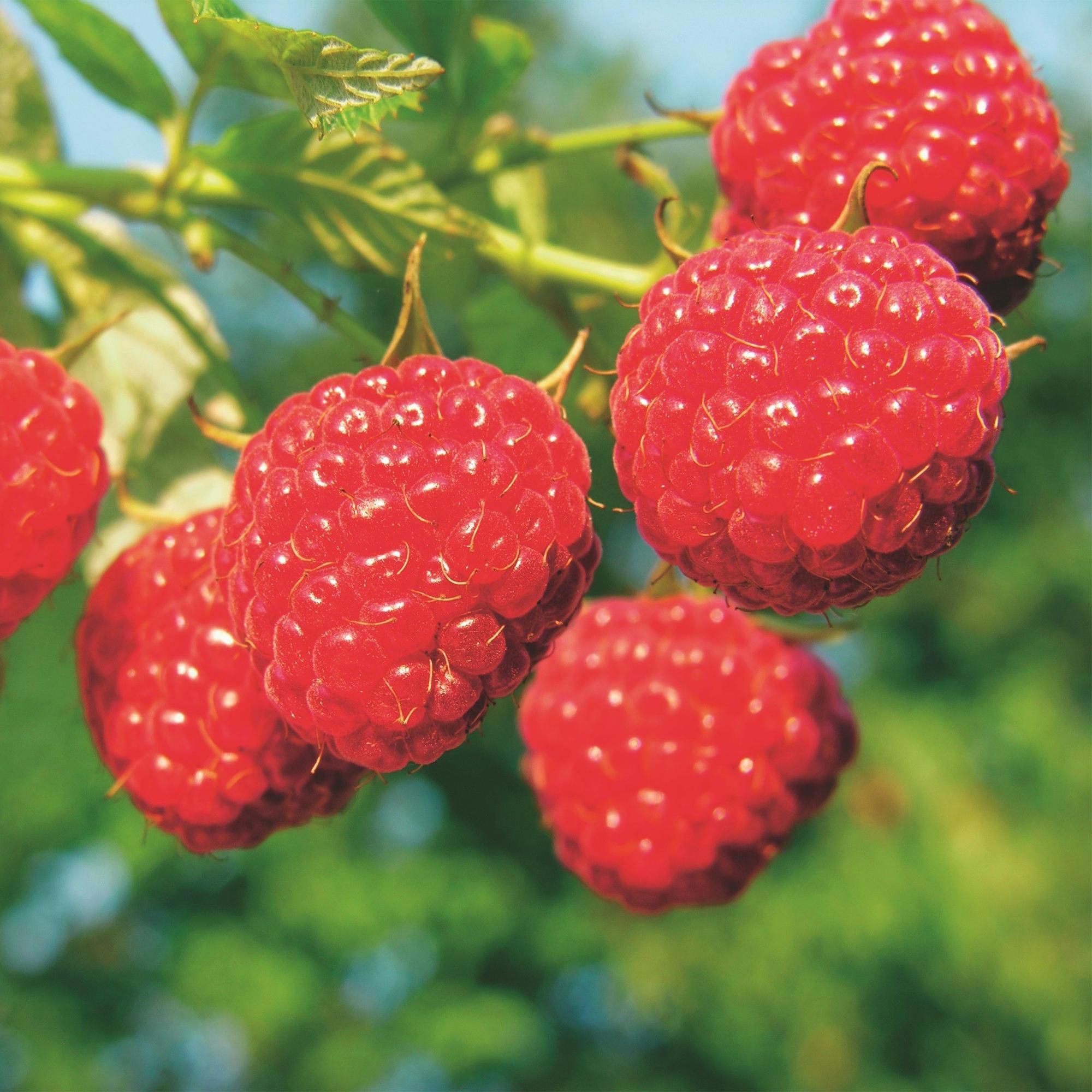 Fruitplant - Rubus idaeus Malling Promise - Frambozenplant - Winterhard - Rode Framboos - 2 Planten - Pot 15cm - Hoogte 50cm