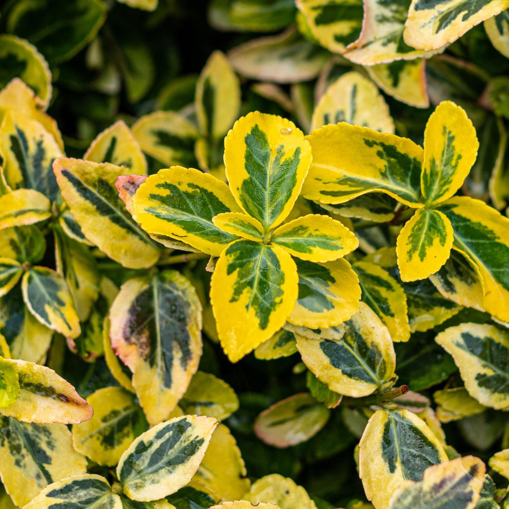 Plant op Stam - Euonymus fortunei Emerald n Gold - Terras Plant - Bladhoudend - Winterhard - Groen-Geel Blad - Pot 19cm Hoogte 90cm