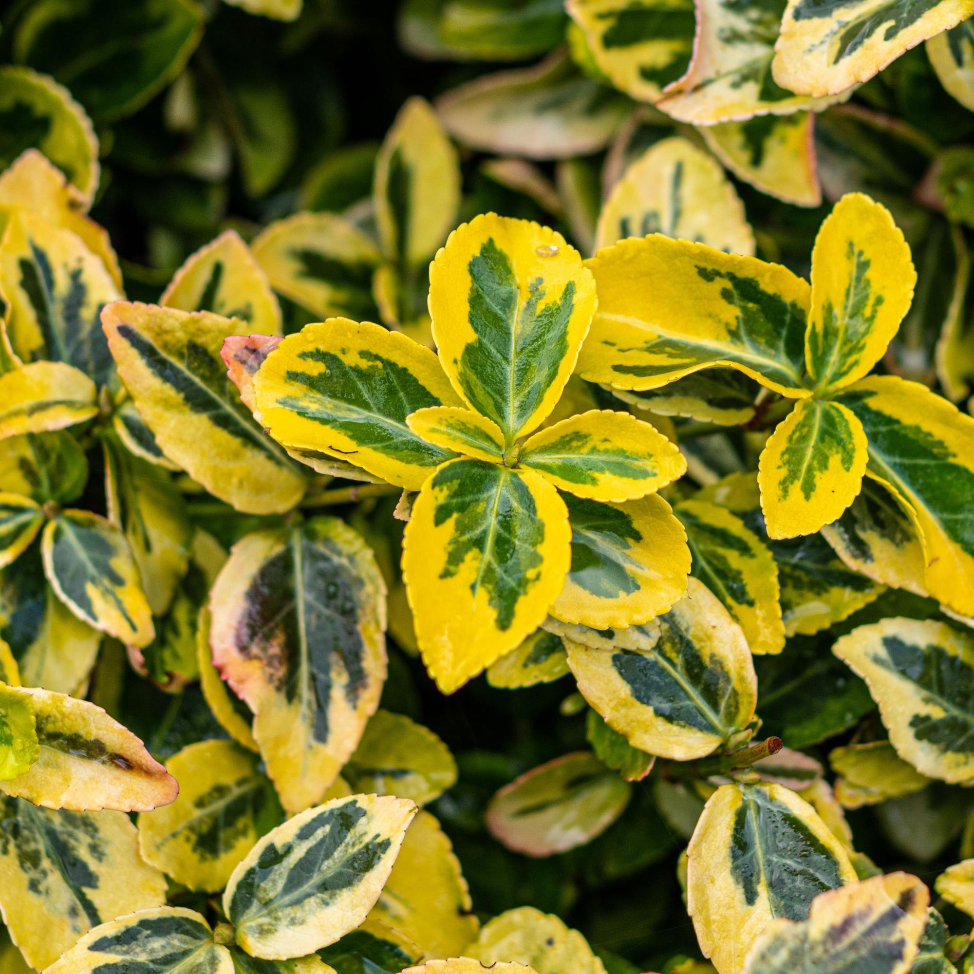 Plant op Stam - Euonymus fortunei Emerald n Gold - Terras Plant - Bladhoudend - Winterhard - Groen-Geel Blad - Pot 19cm Hoogte 90cm