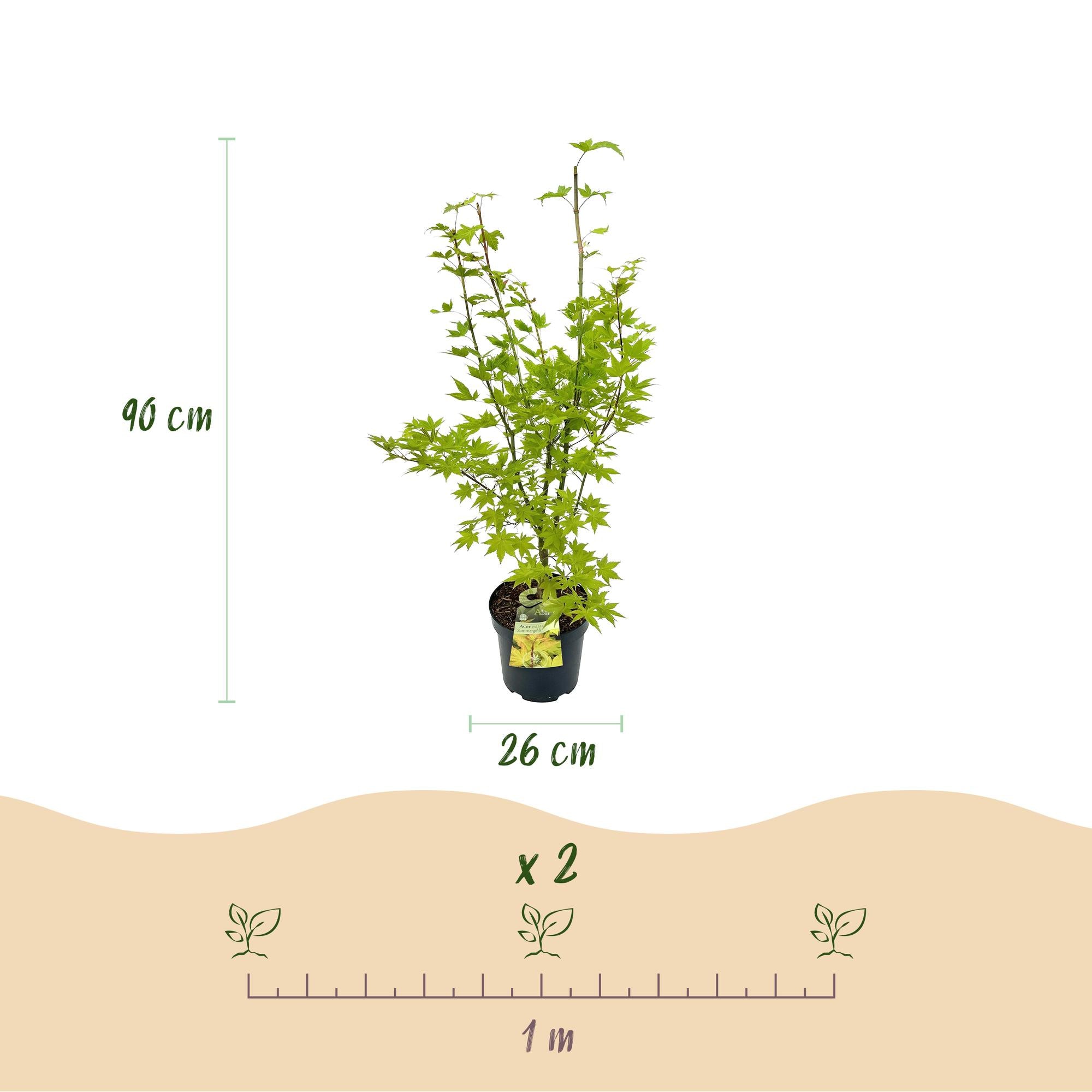Tuinplant - Acer palmatum Summergold - Japanse Esdoorn - Bladverliezend - Geel - 1 - Pot 26cm - Hoogte 90cm