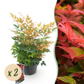 Tuinplant - Nandina Gulfstream - Oranje - 2 Planten - Groenblijvend - Weinig Onderhoud - Pot 17cm Hoogte 45cm