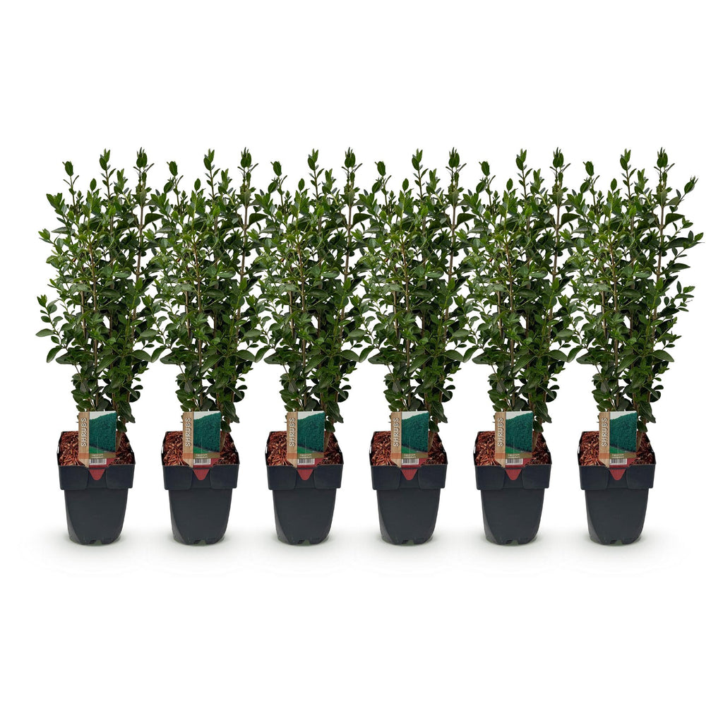 Haagplanten - Ligustrum ovalifolium -  blad groen - 6 planten - 1 strekkende meter - groenblijvend - pot 17cm hoogte 55cm