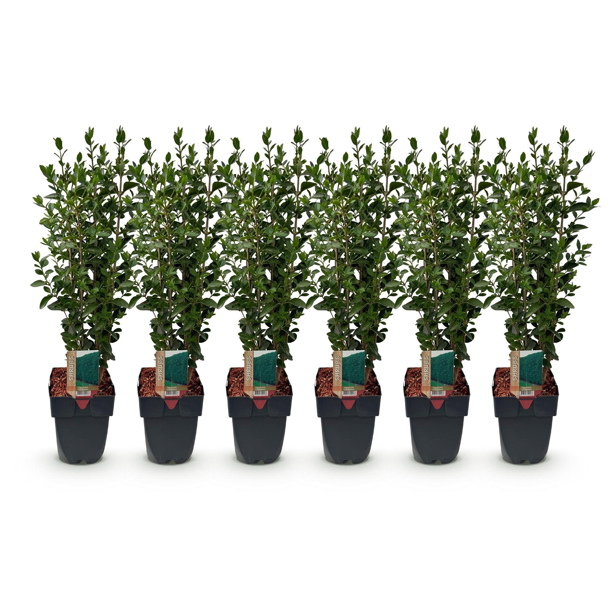 Haagplanten - Ligustrum ovalifolium -  blad groen - 6 planten - 1 strekkende meter - groenblijvend - pot 17cm hoogte 55cm