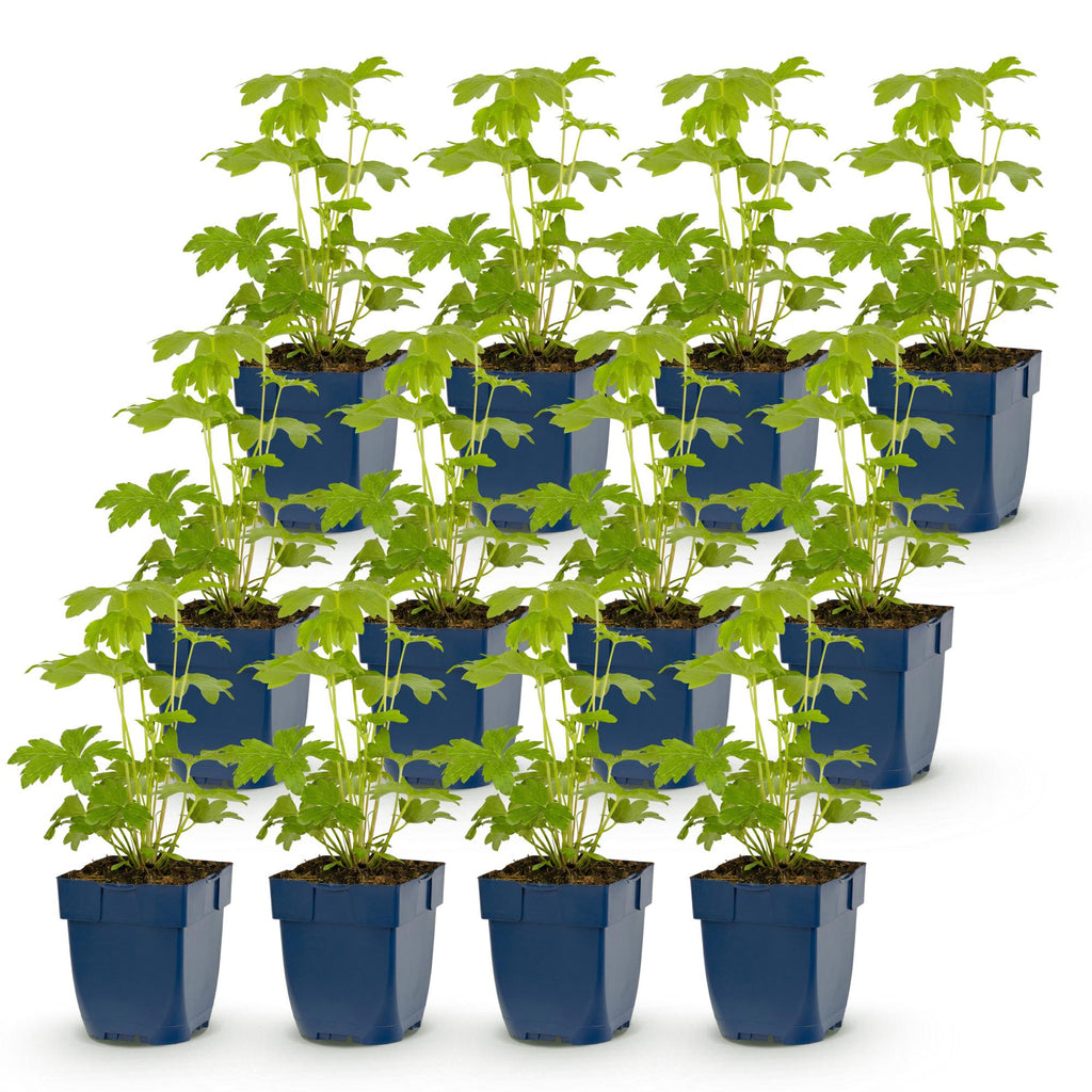 Vasteplant - Delphinium Tricolour - Ridderspoor - Bijen- en vlinderlokkers - Paars - Roze - Wit - 12 Planten - Pot 11cm - Hoogte 15-25cm
