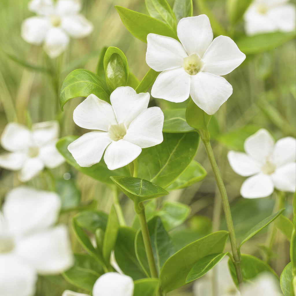 48x Vinca major 'Alba' - ↕10-25cm - Ø9cm