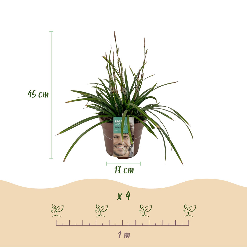 Siergrassen -  Carex morrowii Irish Green - Groen & Geel - 1 Plant - Groenblijvend - Winterhard - Pot 17cm Hoogte 50cm