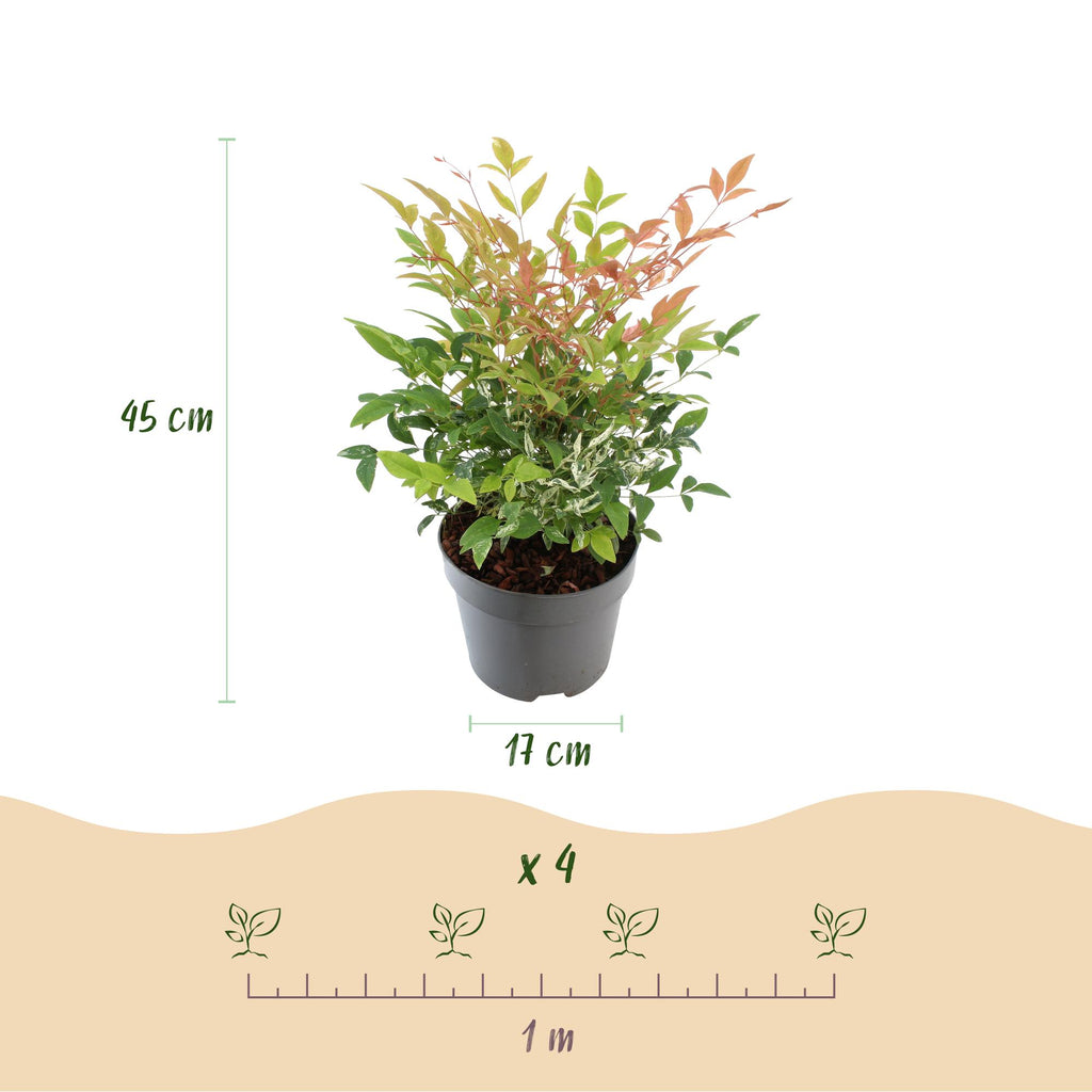 Tuinplant - Nandina Twilight - Bont & Roze - 2 Planten - Groenblijvend - Weinig Onderhoud - Pot 17cm Hoogte 45cm