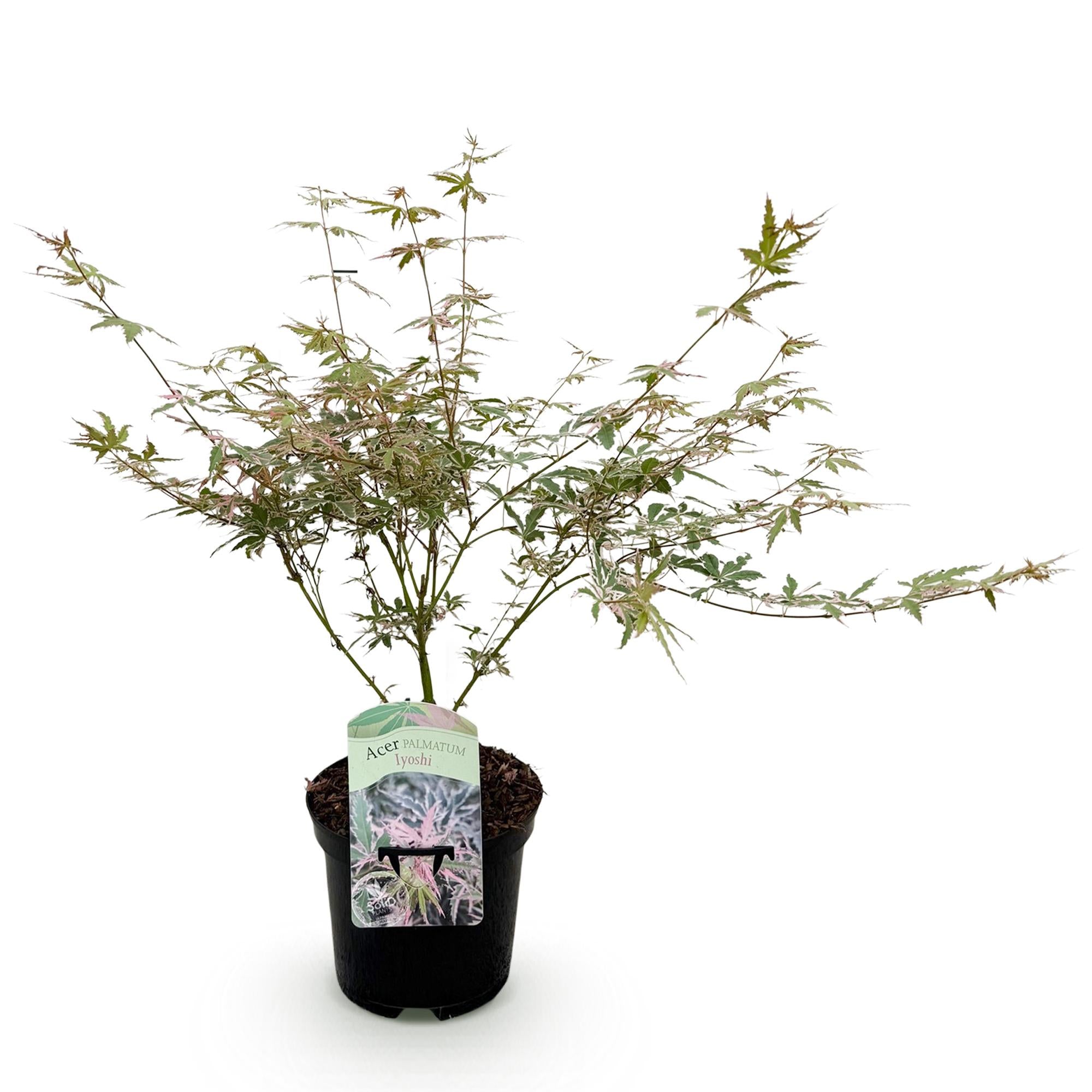 Terrasplant - Japanse Esdoorn - Acer palmatum Iyoshi - Roze - 1 Plant - Bladverliezend - Pot 19cm Hoogte 70cm