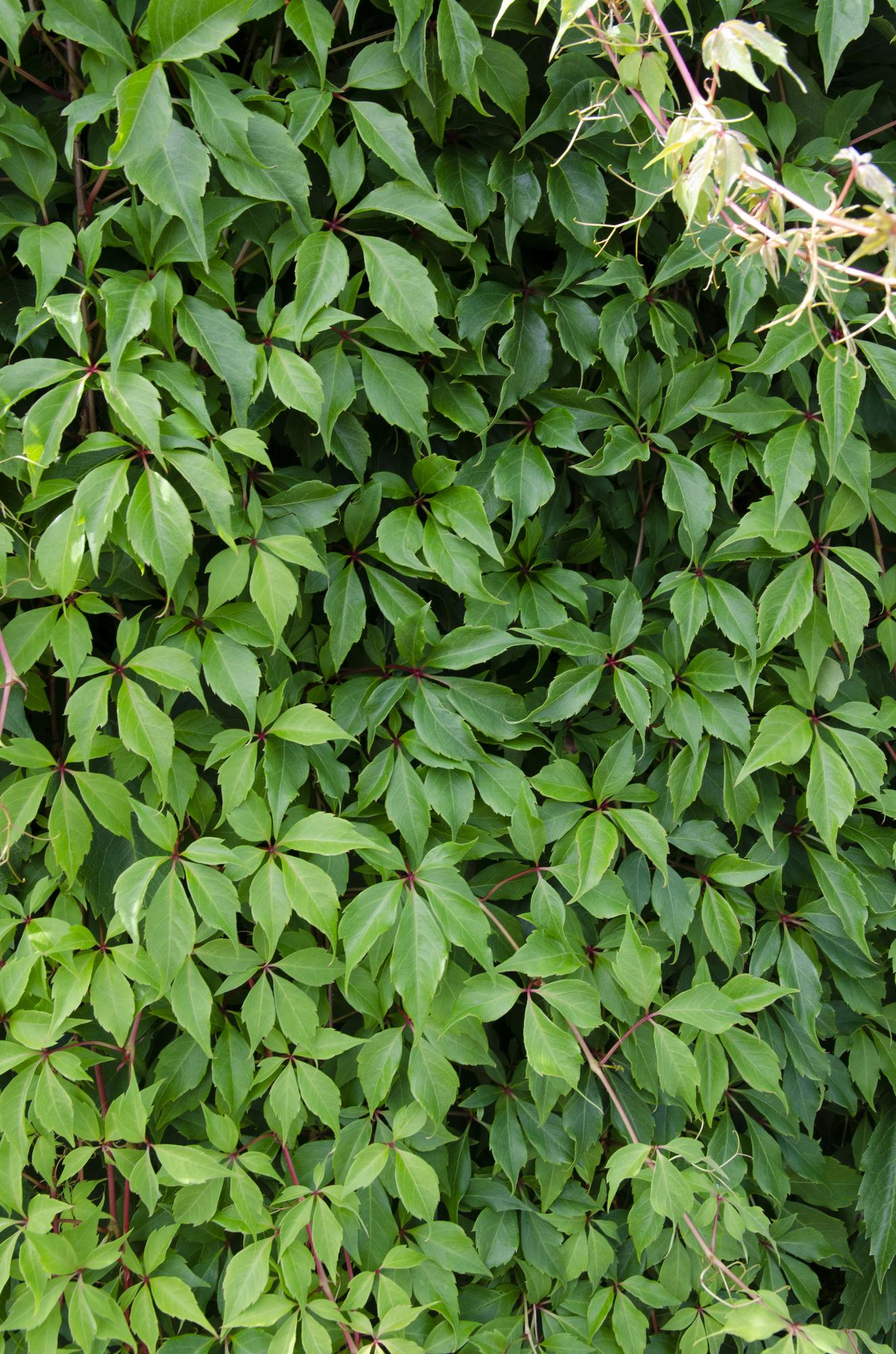 3x - Parthenocissus q. var. 'Engelmannii' - ↨65cm - Ø15