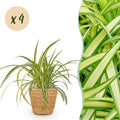 Kamerplant - Chlorophytum comosum Variegatum - Bonte Graslelie - Huisdiervriendelijke Plant - Groen - 4 Planten - met Mand - Pot 12cm - Hoogte 20cm
