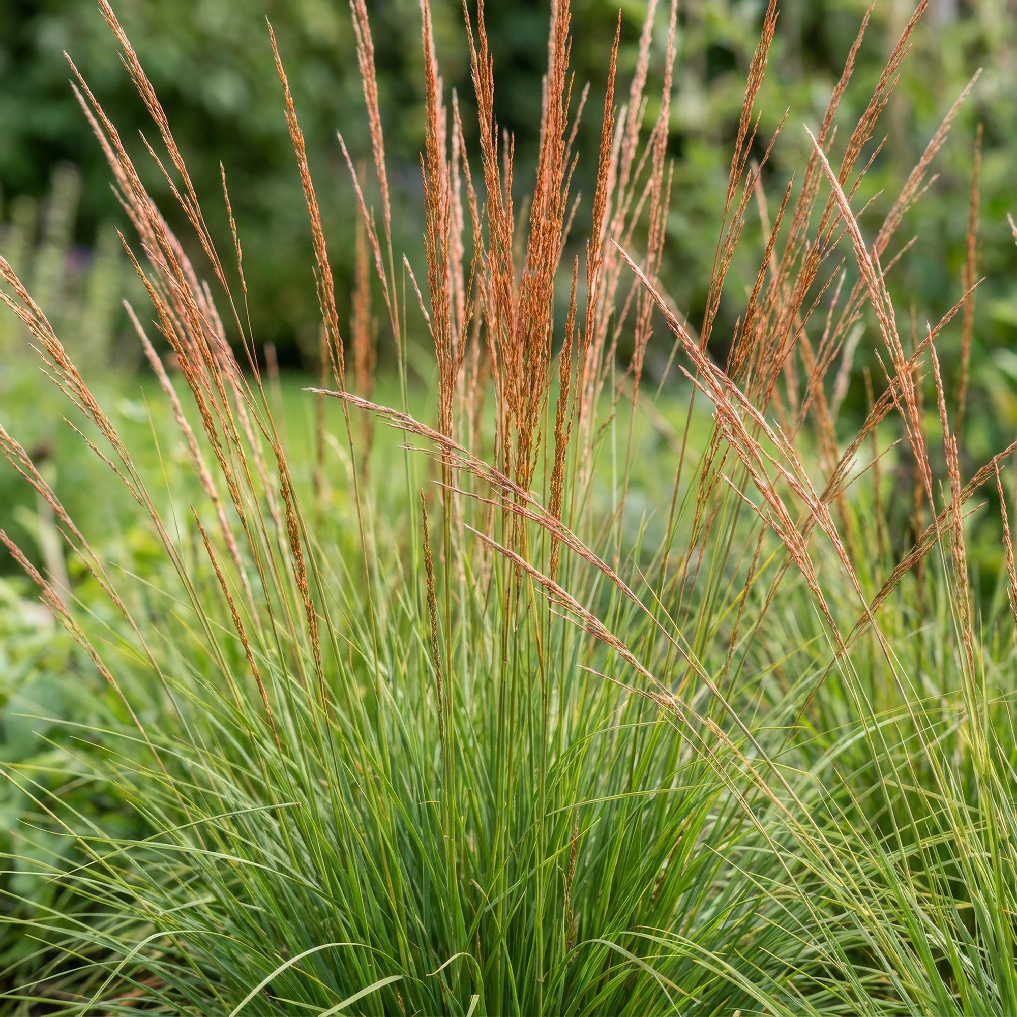 Grassen - Molinia caer. Heidebraut - Pijpestrootje - Met Pluim - Groen - 12 Planten - Pot 11cm - Hoogte 15-25cm