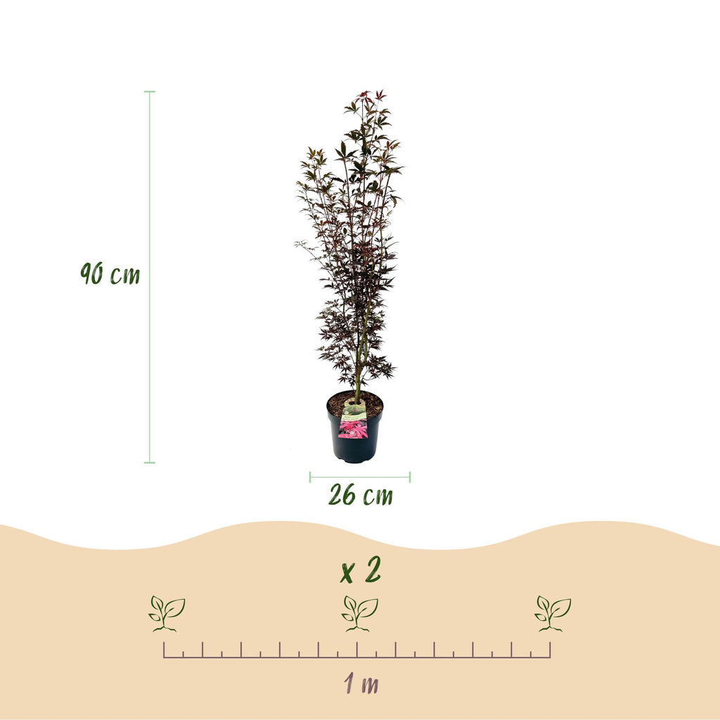 Tuinplant - Acer palmatum Skeeters Broom - Japanse Esdoorn - Bladverliezend - Rood - 1 - Pot 26cm - Hoogte 90cm