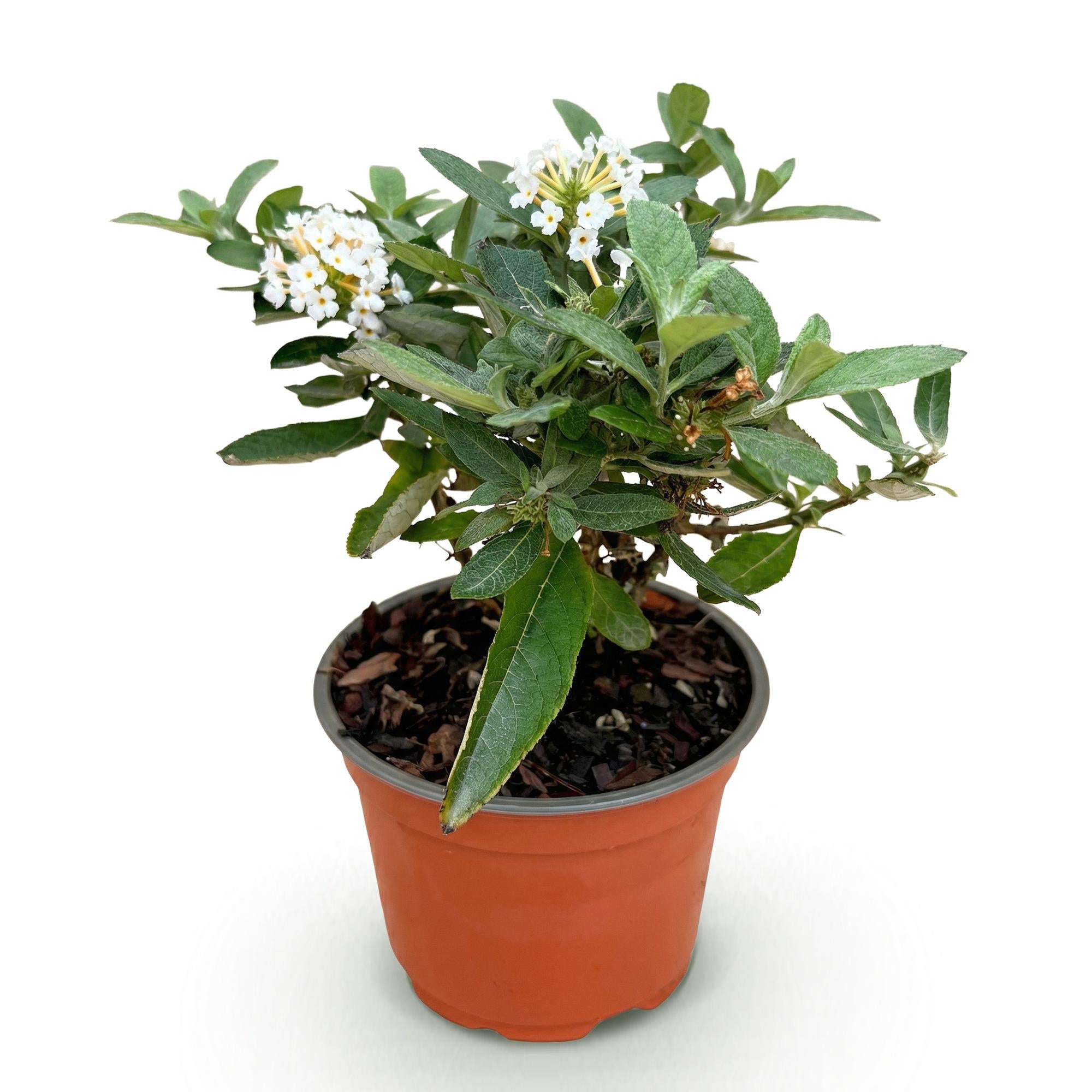Tuinplant - Buddleja davidii Butterfly Candy Little White - Vlinderstruik - Compact - Wit - 1 Plant - Pot 12cm - Hoogte 20-25cm