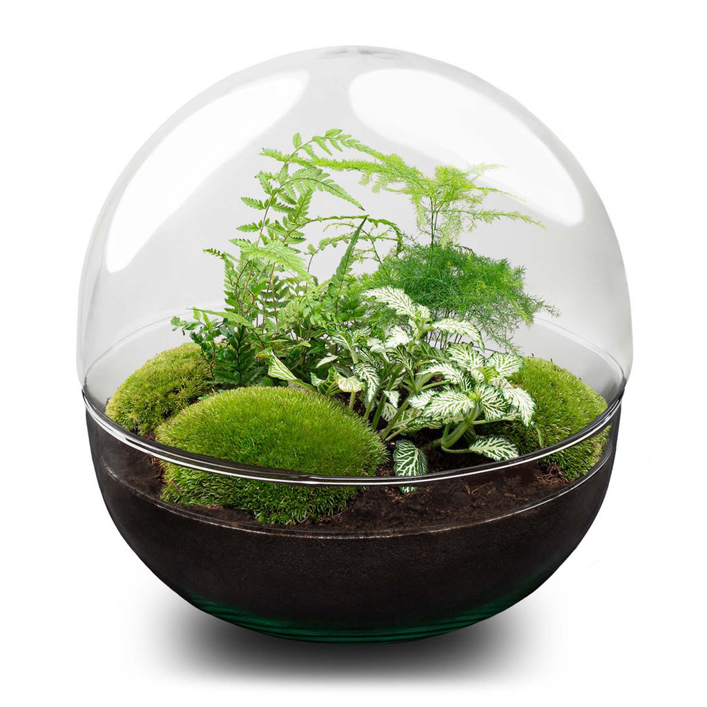 DIY Planten terrarium tweedelig bolglas - Dome XL -Ø 28 cm ↑ 28 cm - Rake + Shovel