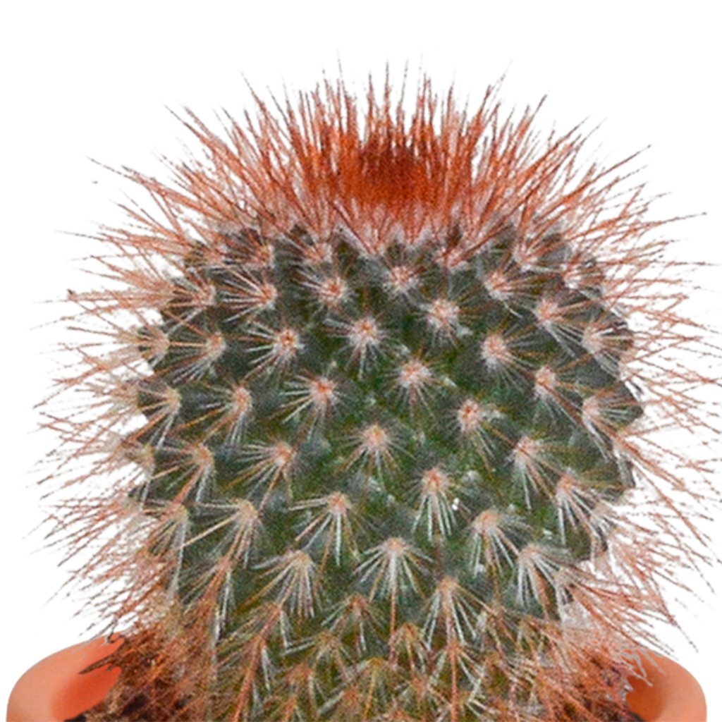Cactus en vetplanten mix 5.5 cm | 15 stuks - zonder pot
