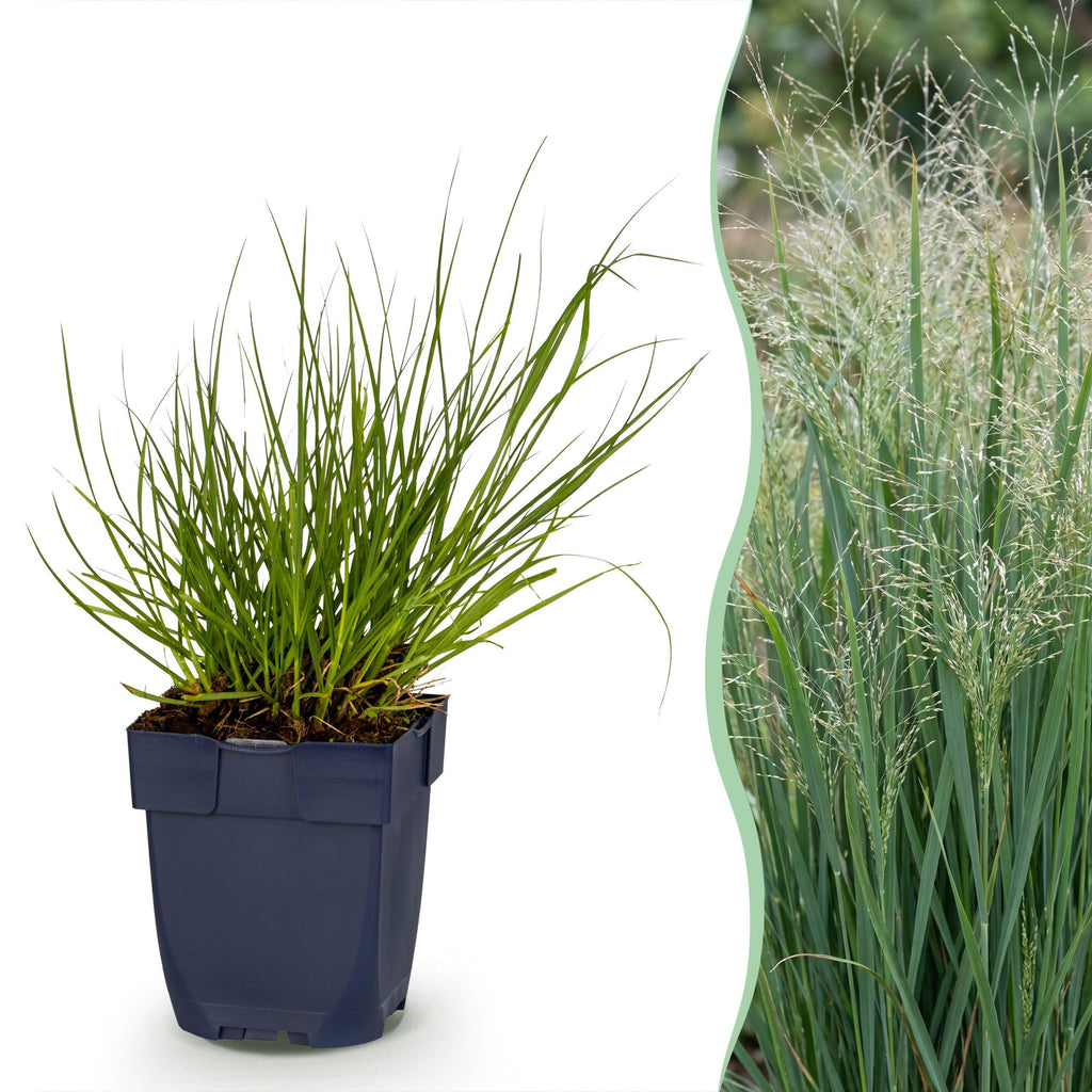 Grassen - Panicum virg. Northwind - Prairiegraan - Met Pluim - Groen - 12 Planten - Pot 11cm - Hoogte 15-25cm