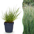 Grassen - Panicum virg. Northwind - Prairiegraan - Met Pluim - Groen - 12 Planten - Pot 11cm - Hoogte 15-25cm