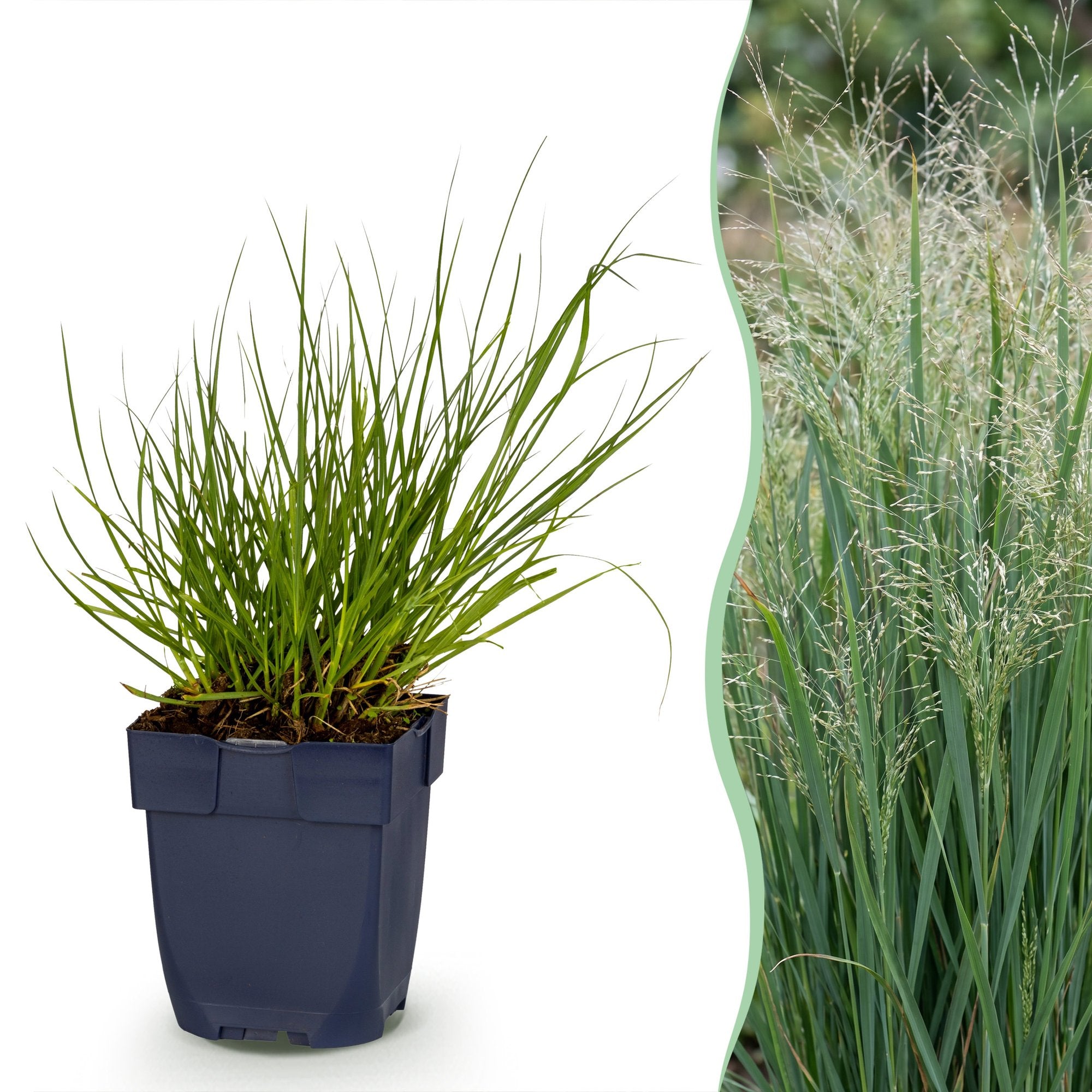 Grassen - Panicum virg. Northwind - Prairiegraan - Met Pluim - Groen - 12 Planten - Pot 11cm - Hoogte 15-25cm