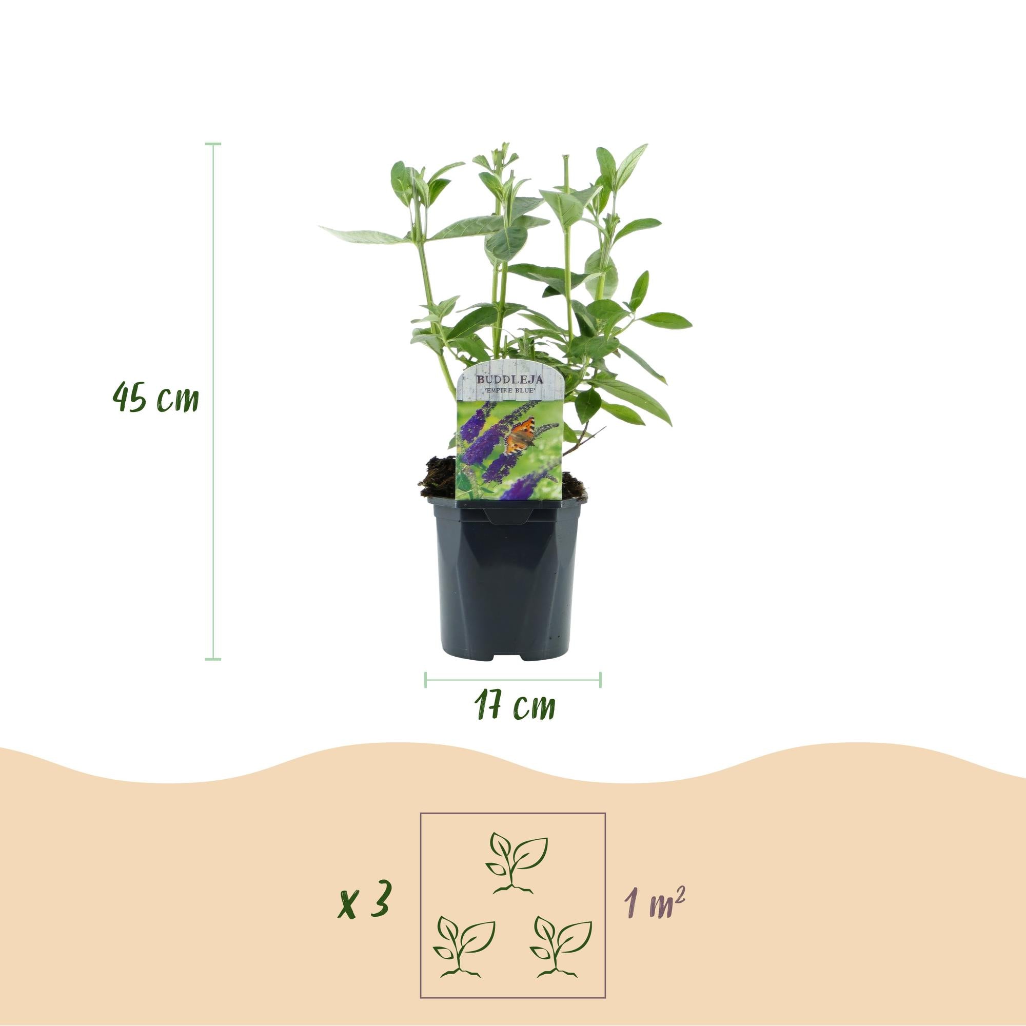 Tuinplant - Buddleja davidii Empire Blue - Vlinderstruik - Winterhard - Blauw - 3 Planten - Pot 17cm - Hoogte 45cm