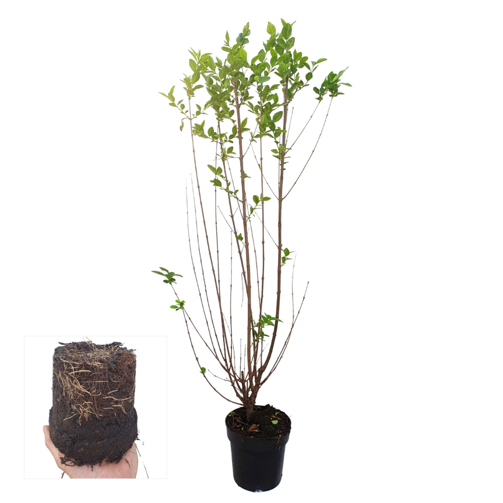 Palletdeal Haagplanten:  50 Ligustrum Ovalifolium ↕ 60-80 - Ø 19cm | Mini Pallet