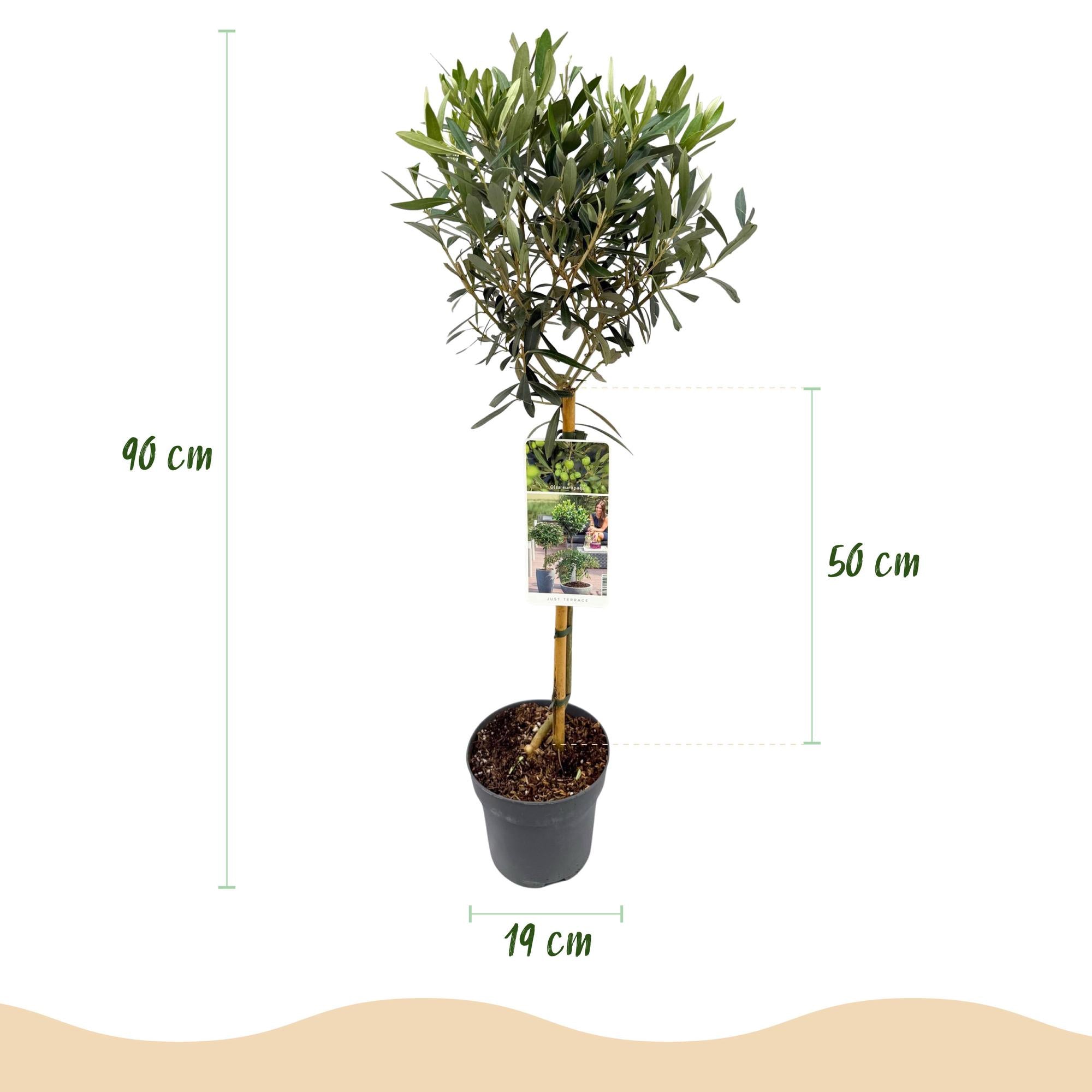 Plant op Stam - Olea Europaea - Terras Plant - Bladhoudend - Winterhard - Olijfgroen Blad - Pot 19cm Hoogte 90cm