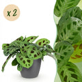 Kamerplant - Maranta Fascinator Kerchoveana - Zebraplant - Huisdiervriendelijke Plant - Groen - 2 Planten - met Potter Grijs - Pot 12cm - Hoogte 25cm