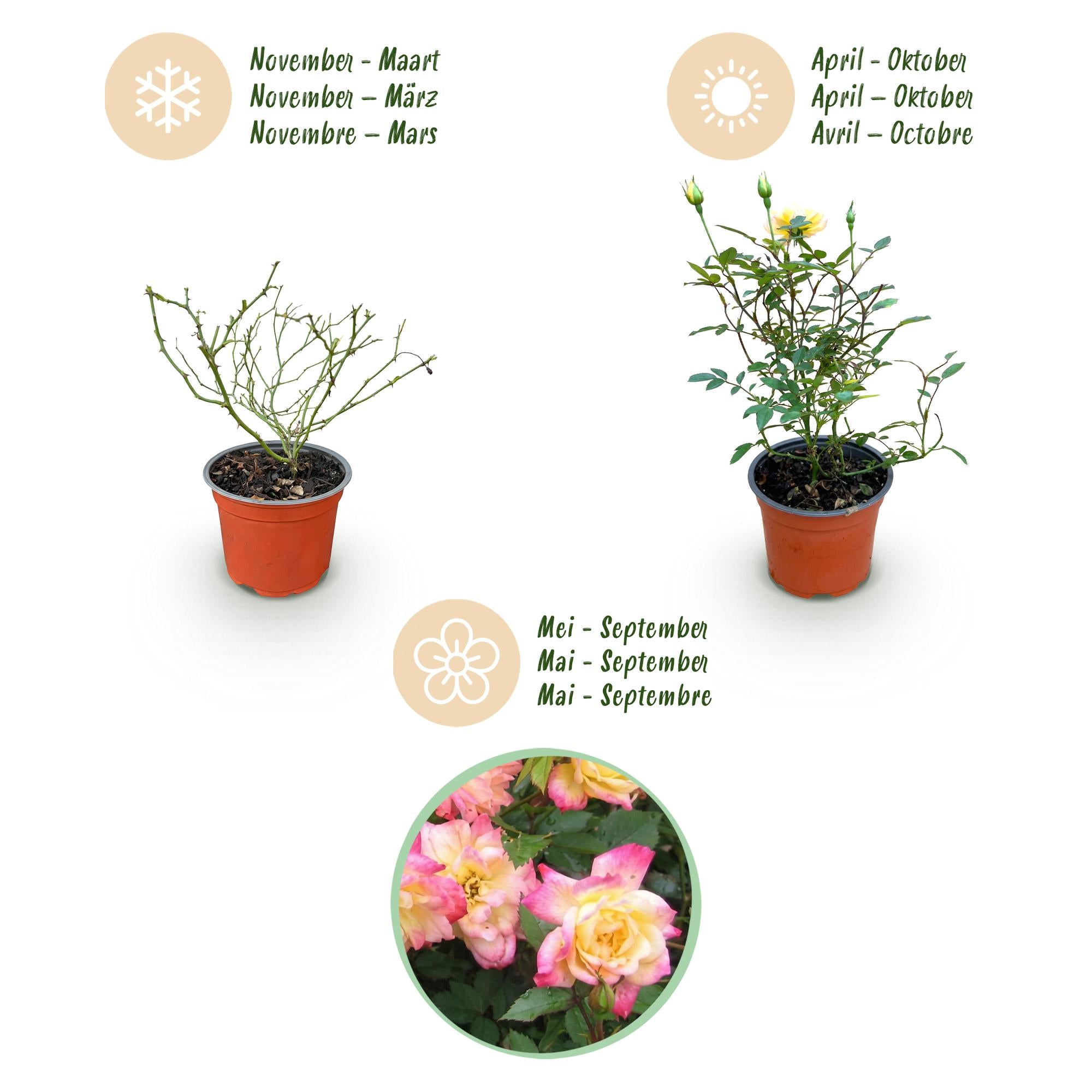 Tuin Roos - Rosa Tricolor Fairy - Roos - Winterhard - Geel-Roze - 3 Planten - Pot 12cm - Hoogte Hoogte 20-25cm