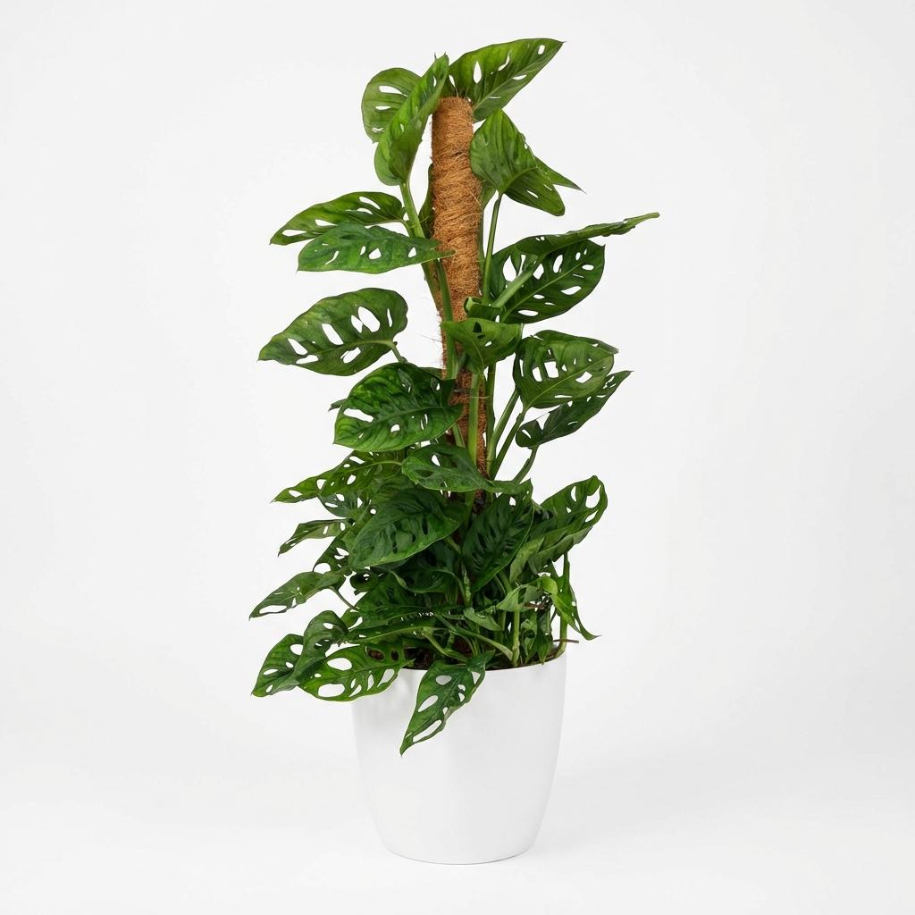 Kamerplant - Monkey Mask - Monstera Andansonii Mosstok - Groen - Weinig onderhoud - 1 Plant - met Potter Wit - Pot 19cm - Hoogte 90cm