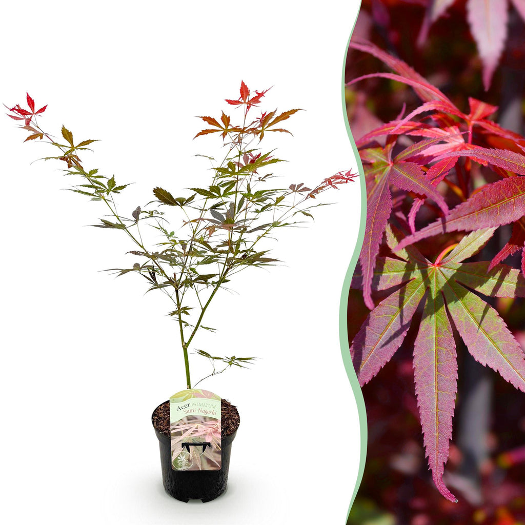 Terrasplant - Japanse Esdoorn - Acer palmatum Sumi-nagashi - Rood - 1 Plant - Bladverliezend - Pot 19cm Hoogte 70cm