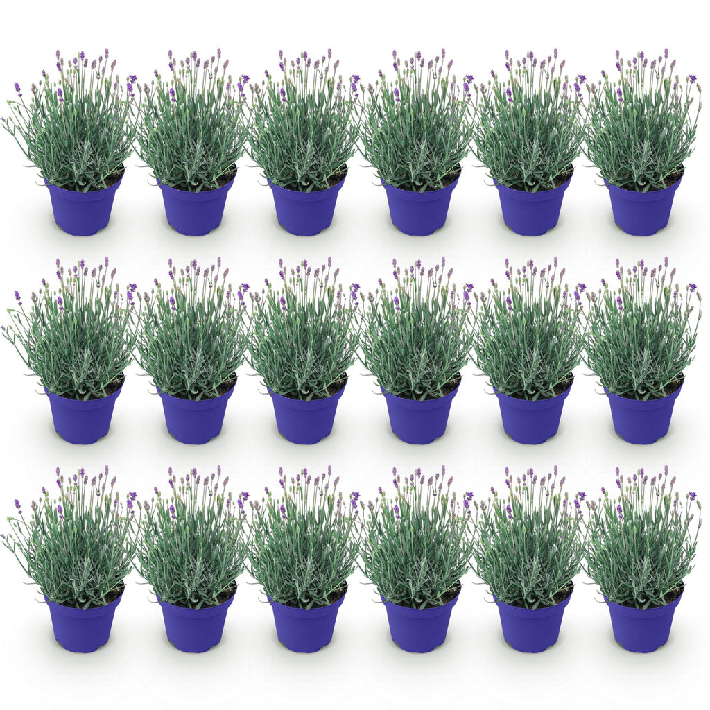 Tuinplant - Lavandula angustifolia Hidcote - Lavendel - Winterhard - Paars - 18 Planten - Pot 12cm - Hoogte 15-25cm