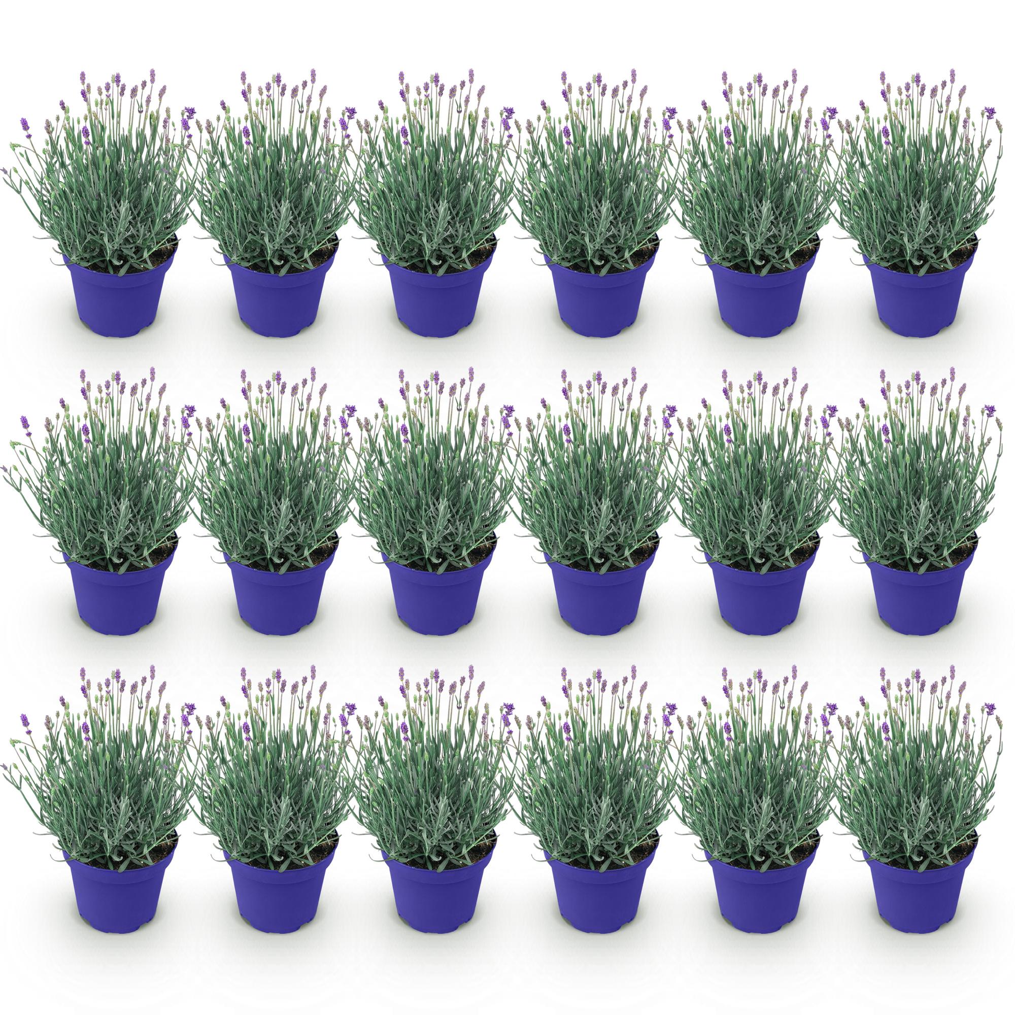 Tuinplant - Lavandula angustifolia Hidcote - Lavendel - Winterhard - Paars - 18 Planten - Pot 12cm - Hoogte 15-25cm