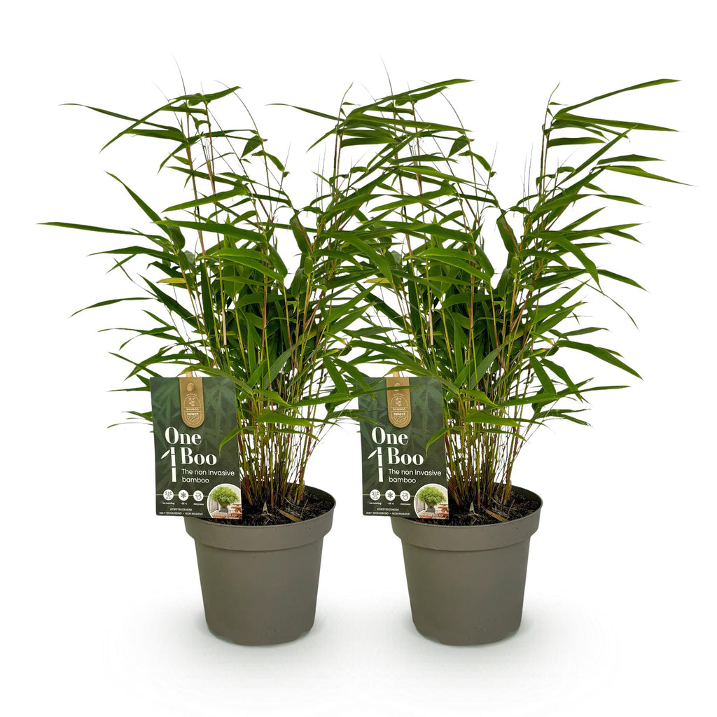 Bamboe - Fargesia rufa - Groen - 2 Planten - Bladhoudend - Niet Woekerend- Pot 14cm Hoogte 35cm