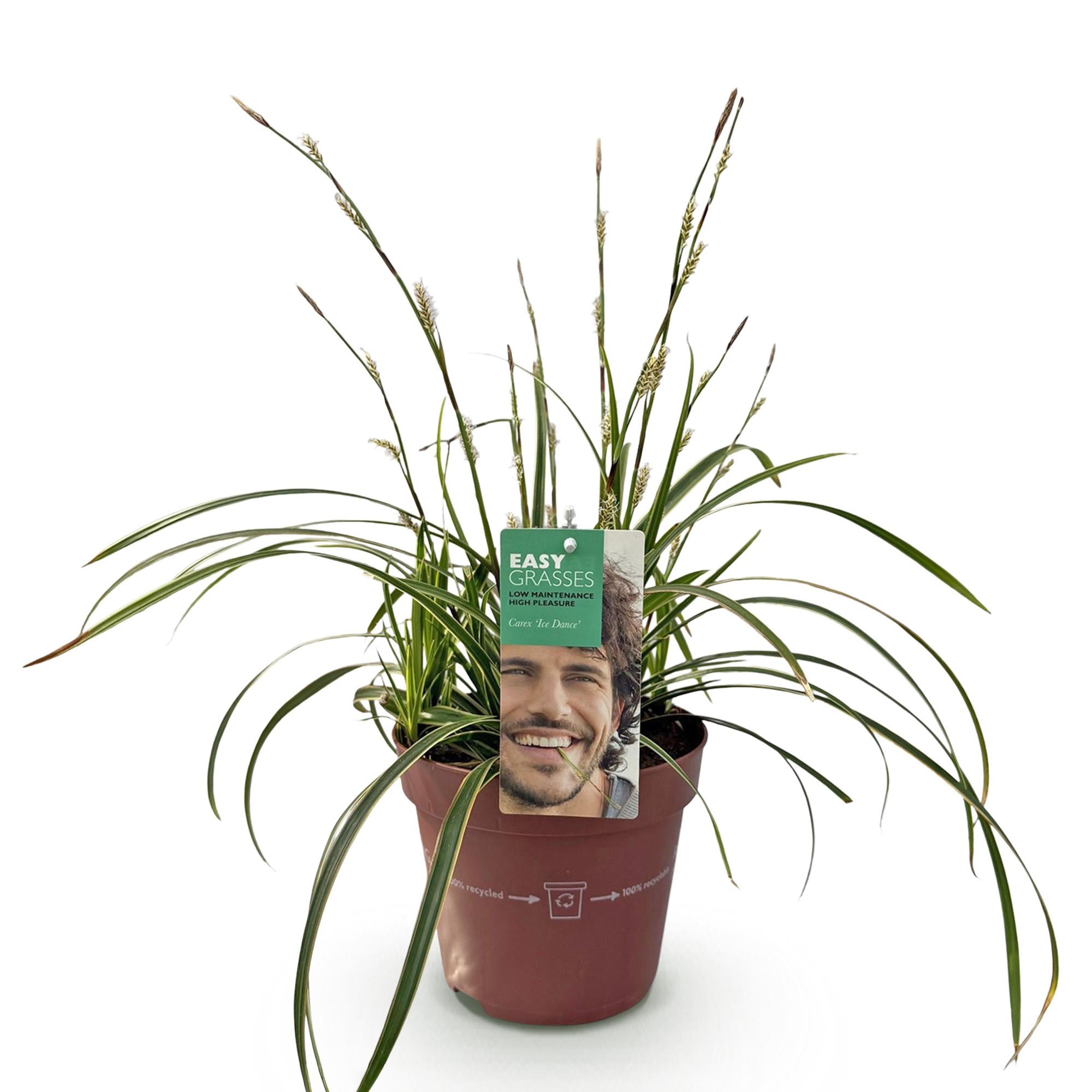 Siergrassen - Carex morrowii Ice Dance  - Wit & Groen - 1 Planten - Groenblijvend - Winterhard - Pot 17cm Hoogte 50cm