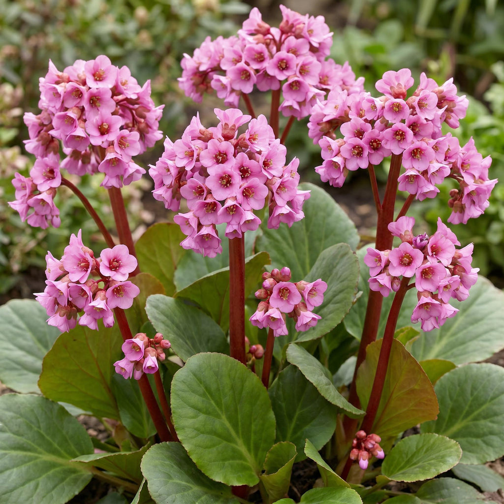Vasteplant - Bergenia cordifolia - Schoenlappersplant - Schaduw - Roze - 6 Planten - Pot 11cm - Hoogte 15-25cm