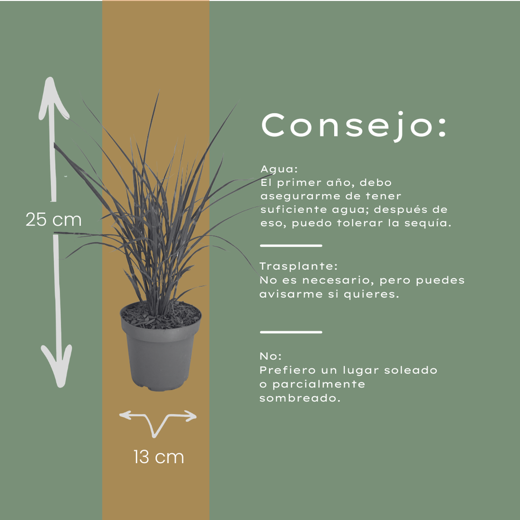 6x Miscanthus sinensis ‘Zebrinus’ – Opvallend zebragras met decoratief gestreept blad | Potmaat 12 cm