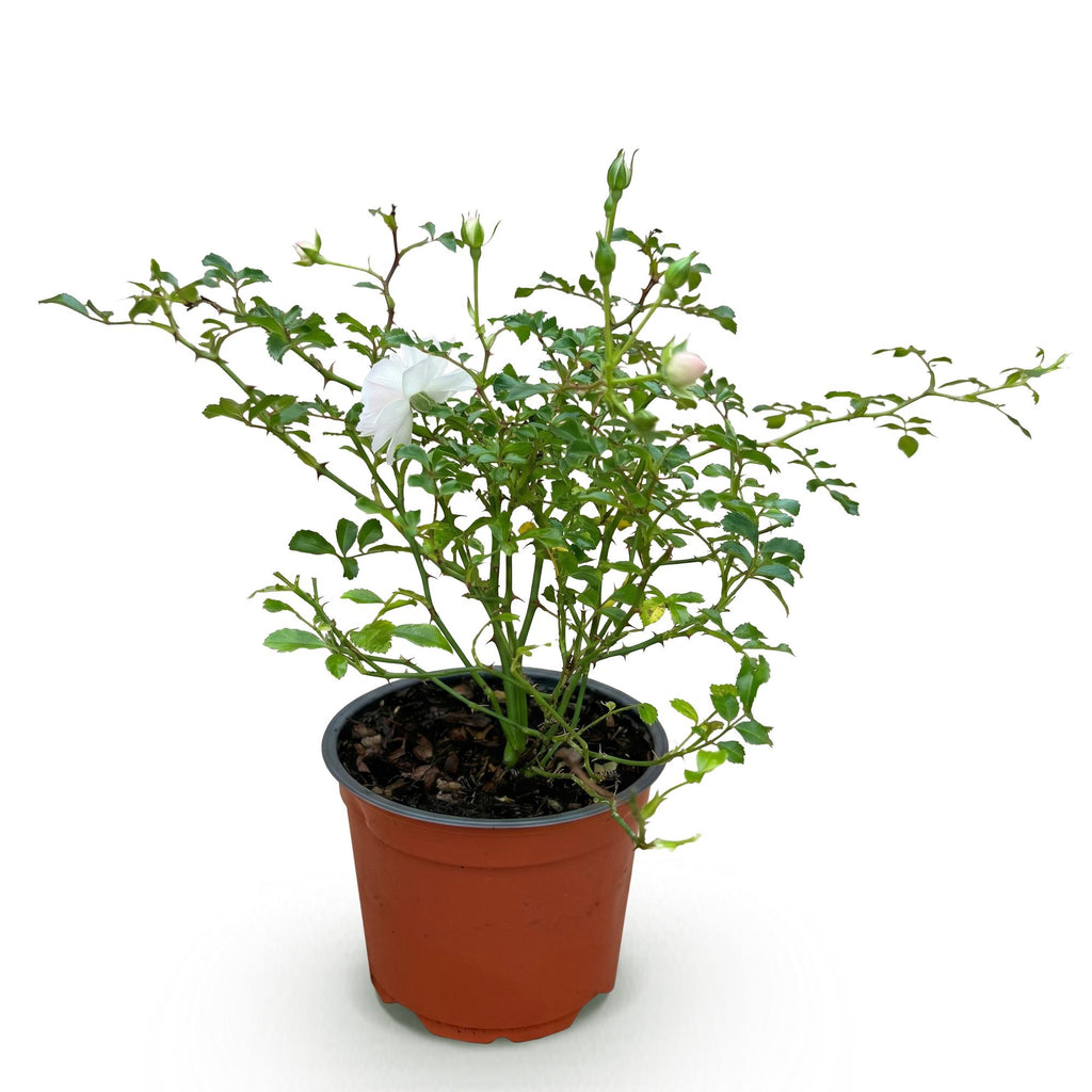 Tuin Roos - Rosa White Fairy - Roos - Winterhard - Wit - 1 Plant - Pot 12cm - Hoogte Hoogte 20-25cm