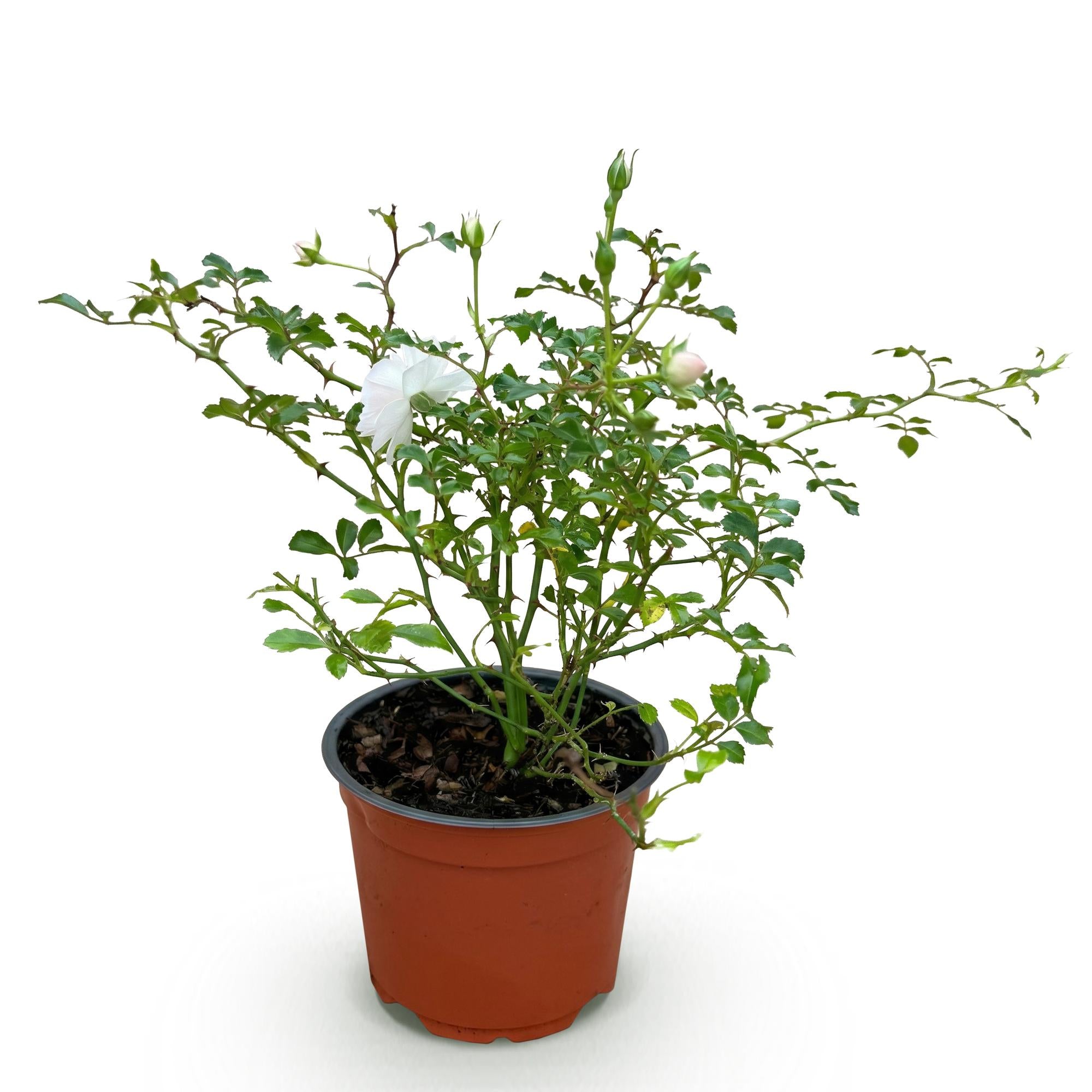 Tuin Roos - Rosa White Fairy - Roos - Winterhard - Wit - 1 Plant - Pot 12cm - Hoogte Hoogte 20-25cm