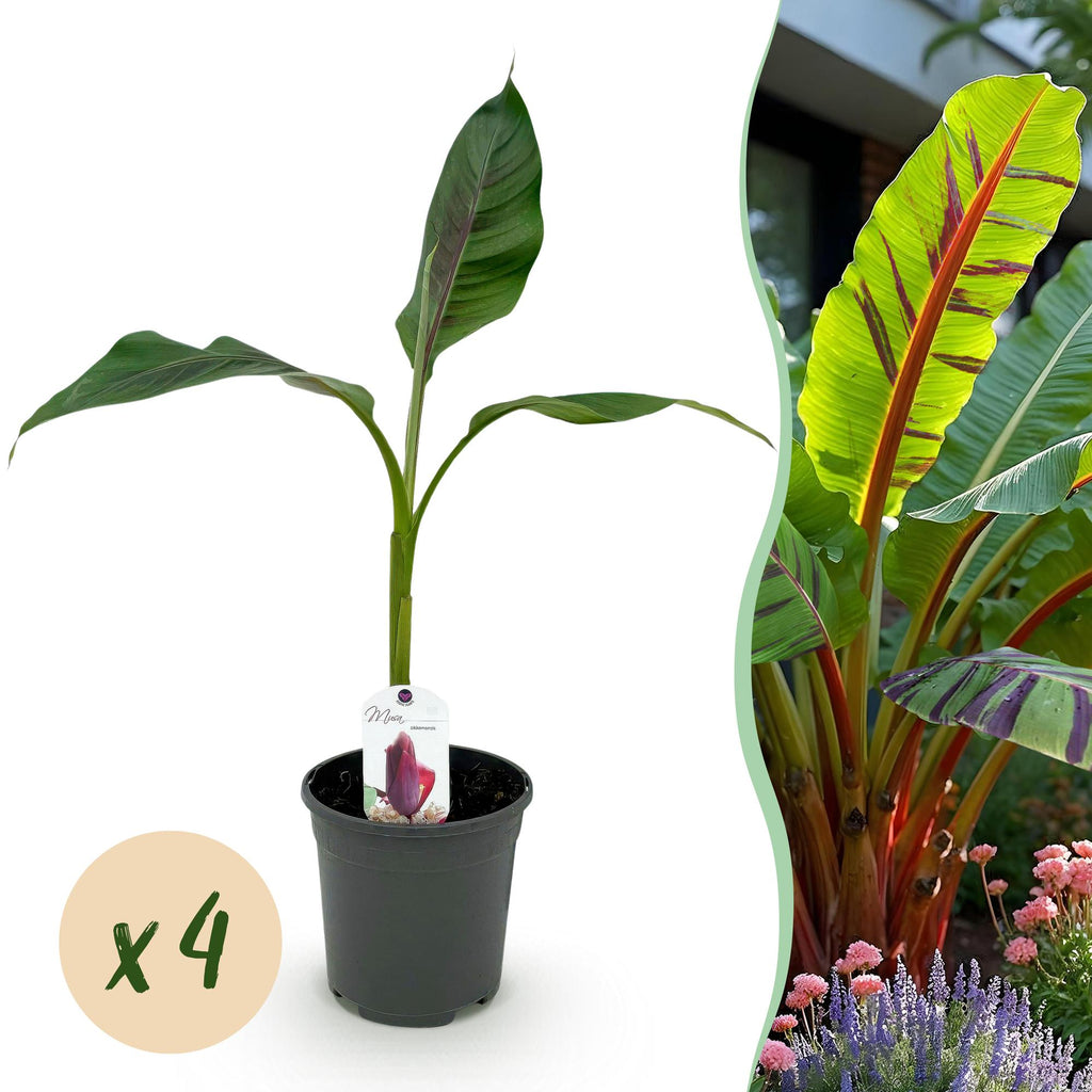 Fruitplant - Bananen plant - Musa sikkemensis Red Tiger - Winterhard - 4 planten - Pot 17cm Hoogte 40cm