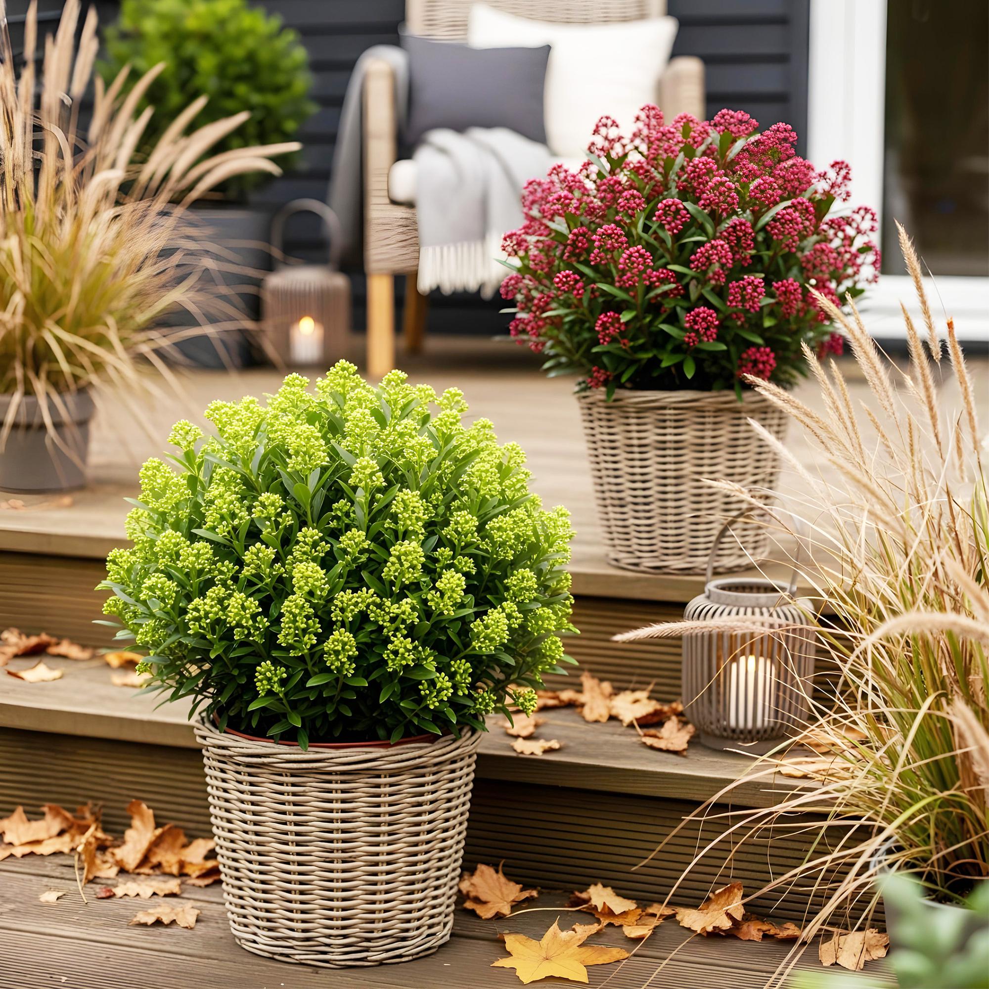 Terrasplant - Skimmia japonica Duo - Bloem Wit & Rood - 10+ Bloemen - 2 Planten - Winterhard - Pot 10,5cm Hoogte 25cm